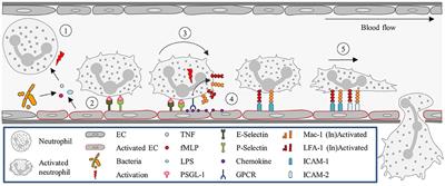 Organ-Specific Mechanisms of Transendothelial Neutrophil Migration in the Lung, Liver, Kidney, and Aorta